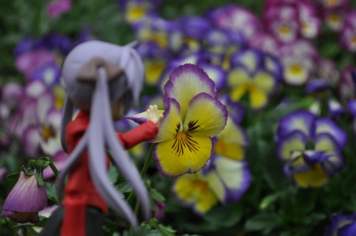 Picture 3 in [Flower Garden with Kagami]