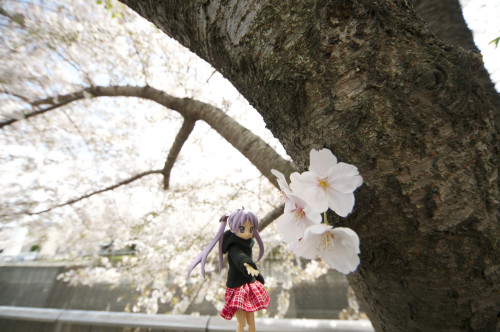 Picture 1 in [Hanami with Kagami Day 2]