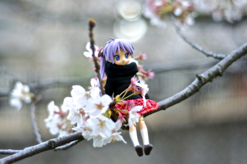 Picture 12 in [Hanami with Kagami Day 1]