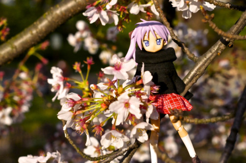 Picture 4 in [Hanami with Kagami Day 1]