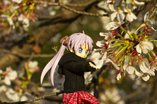 Picture 17 in [Hanami with Kagami Day 1]