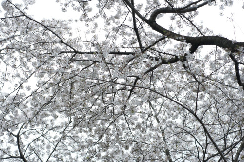 Picture 7 in [Hanami with Kagami Day 1]