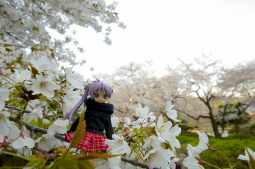 Picture 1 in [Hanami with Kagami Day 1]