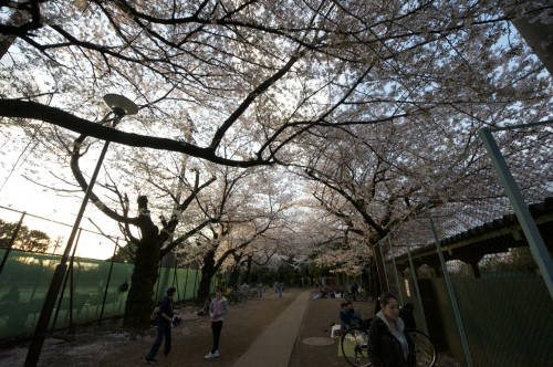 Picture 20 in [Hanami with Kagami Day 1]